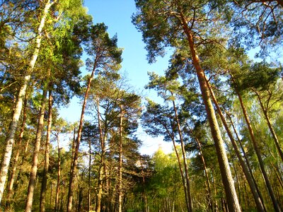 Low angle shot himmeblau forest photo