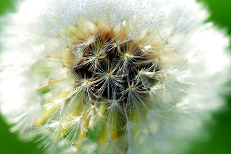Seeds macro nature