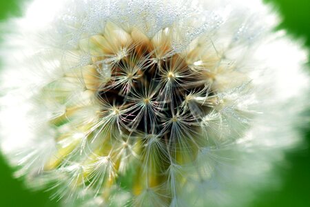 Seeds macro nature photo