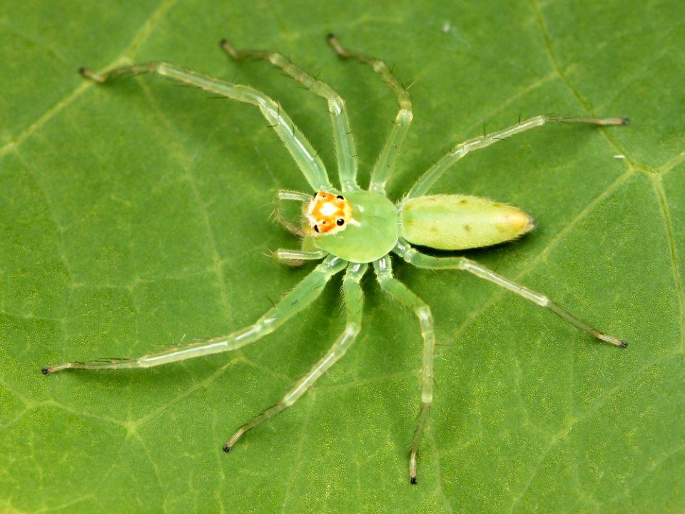 Kaldari Lyssomanes viridis female 01