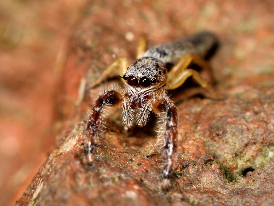 Kaldari Marpissa pikei female 05