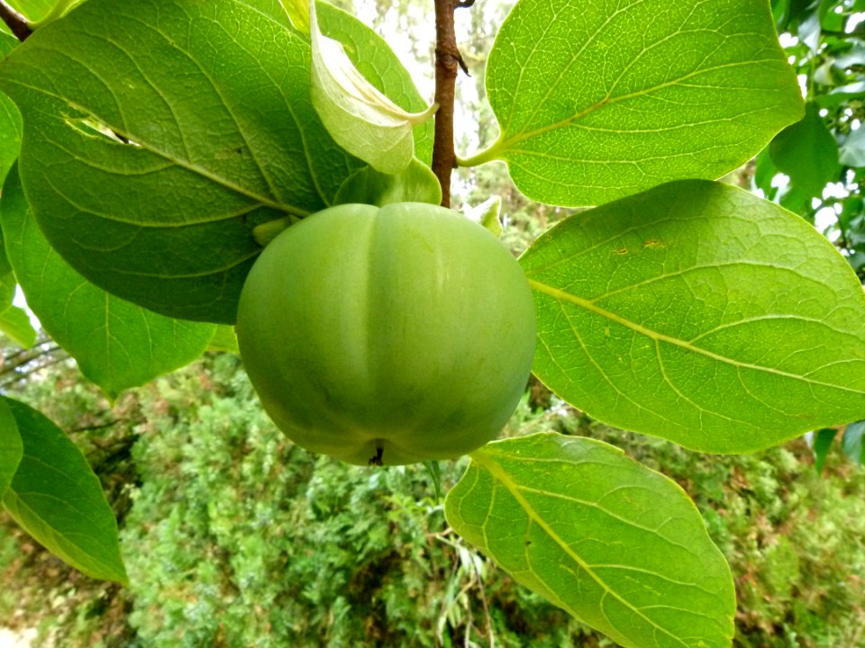 Kakis - Jardin Agronomique Tropical 4
