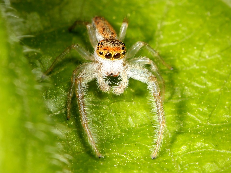 Kaldari Hentzia mitrata male 03