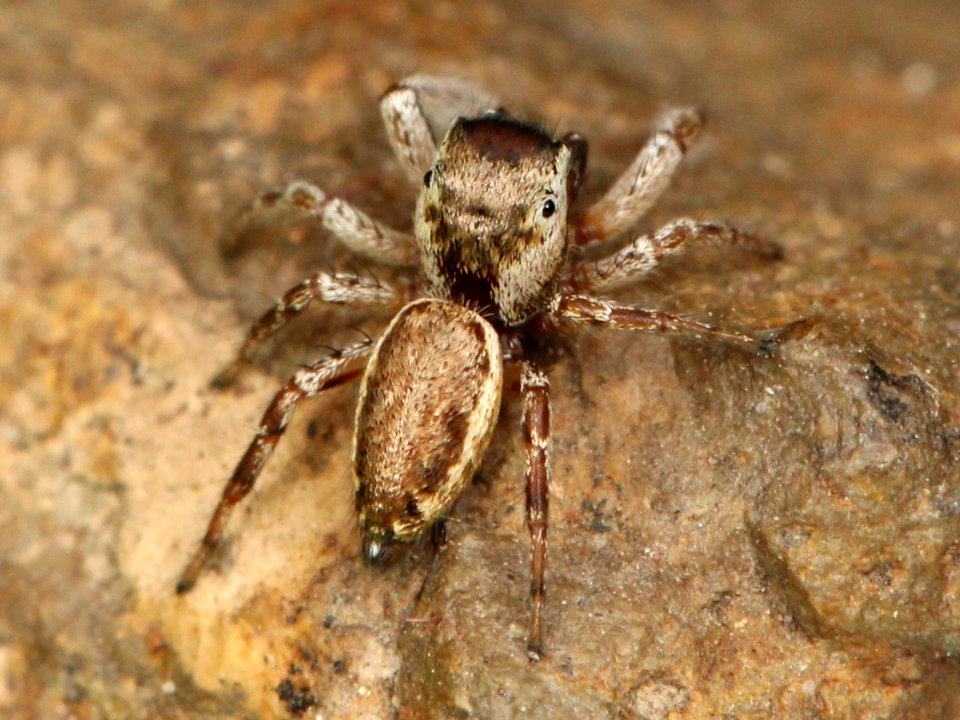 Kaldari Pelegrina flaviceps 02