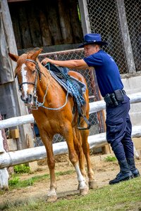 Horse riding stable nature photo