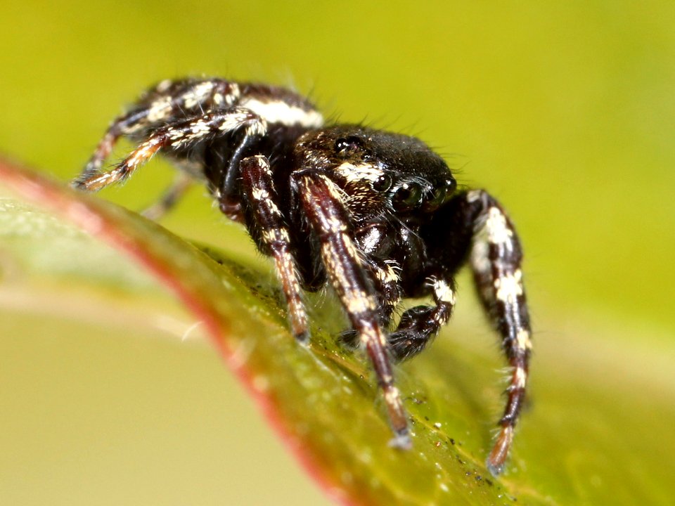 Kaldari Pelegrina aeneola male 03