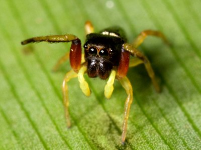 Kaldari immature Zygoballus rufipes 01