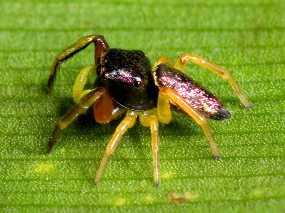 Kaldari immature Zygoballus rufipes 02
