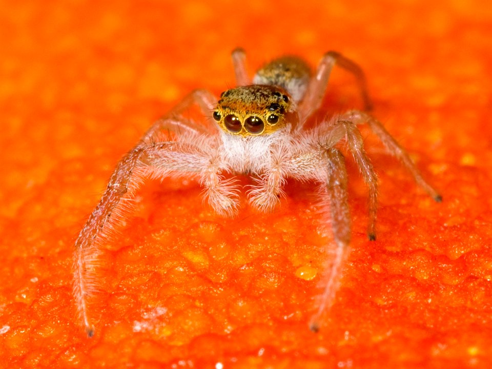 Kaldari Hentzia mitrata male 05