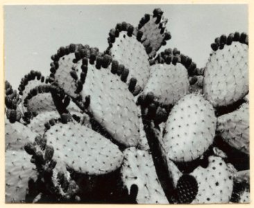 Kaktusvegetation. Kaktus med späda blad samt frukter - SMVK - 0307.a.0065.d