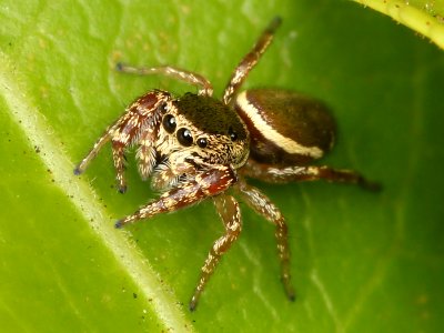 Kaldari Sassacus vitis female 05