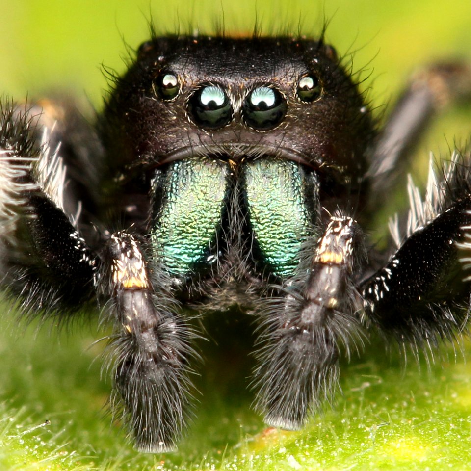 Kaldari Phidippus johnsoni male portrait