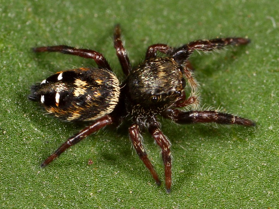 Kaldari Phidippus johnsoni juvenile 01
