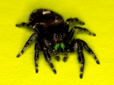Kaldari Phidippus audax 06