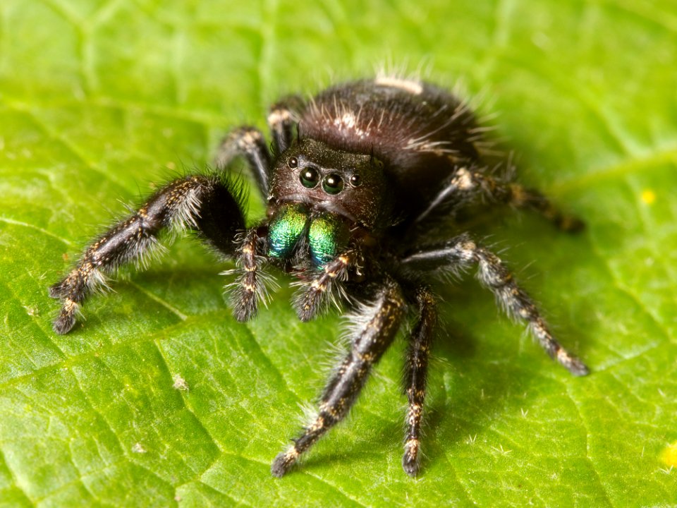 Kaldari Phidippus audax 01