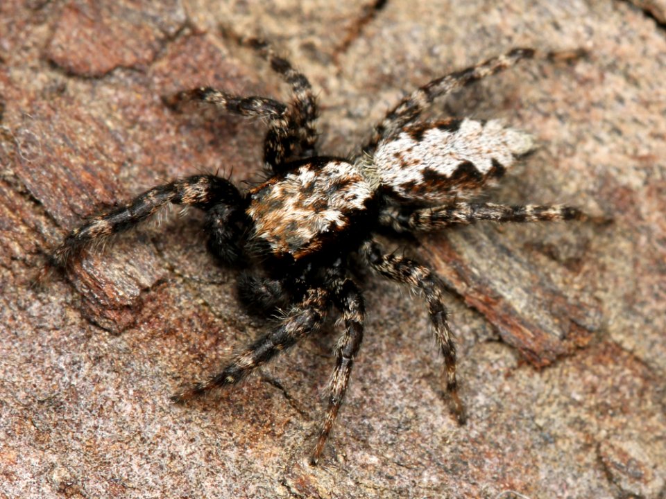 Kaldari Platycryptus californicus male 01