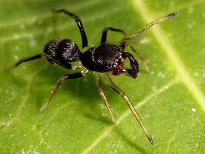 Kaldari unknown salticid B 01