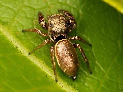 Kaldari Sassacus vitis female 04