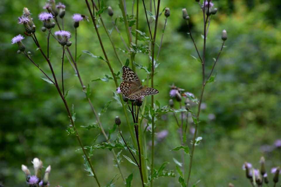 Kaisermantel (Argynnis paphia) auf Blüte (4)