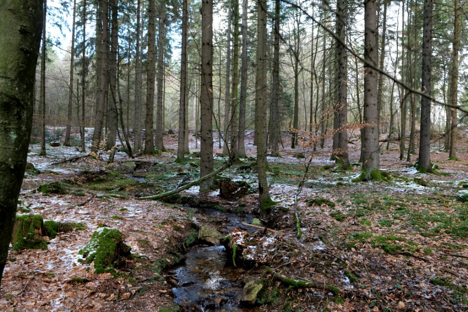 Kaltes Wasser Taunus 2021-04-06 08