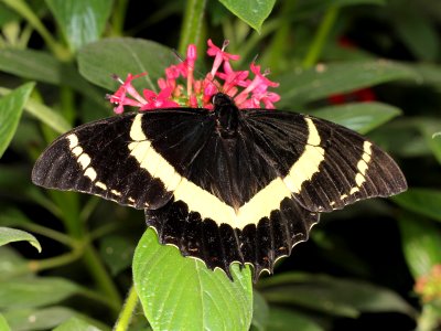 Kaldari unidentified butterfly 02