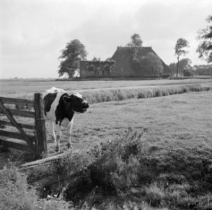 Kalf in een weiland bij een boerderij, Bestanddeelnr 191-0654