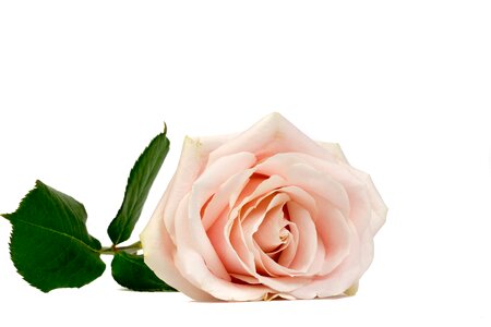 Pink pink rose flowers