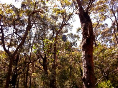Kalianna Ridge, Budawang National Park 051