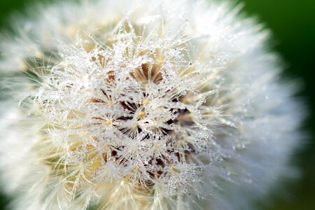 Seeds macro nature