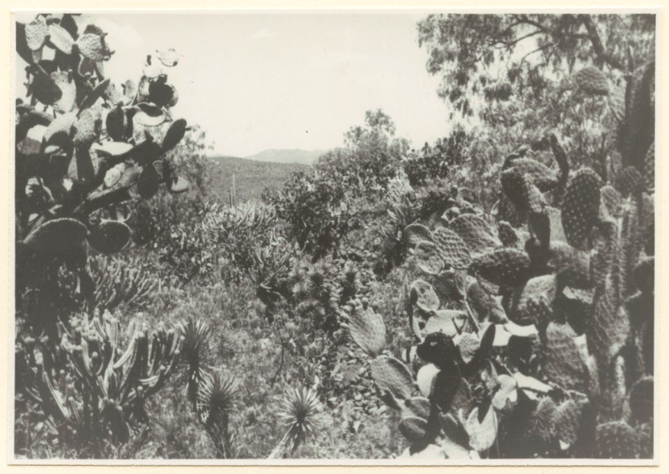 Kaktusvegetation. Kaktus odlas som fruktträd - SMVK - 0307.a.0065.a