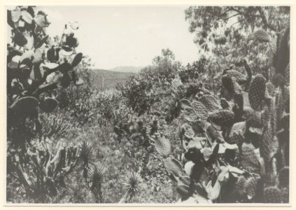 Kaktusvegetation. Kaktus odlas som fruktträd - SMVK - 0307.a.0065.a