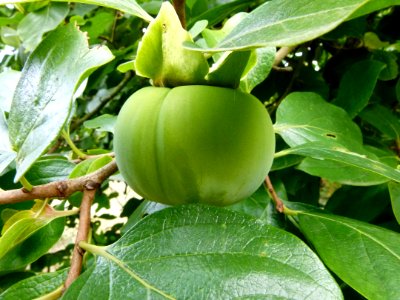 Kakis - Jardin Agronomique Tropical 2