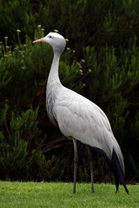 National bird cape bird