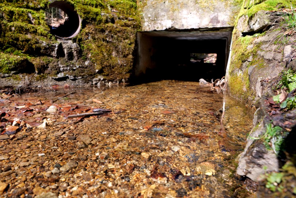 Kaltes Wasser Taunus 2021-04-06 13