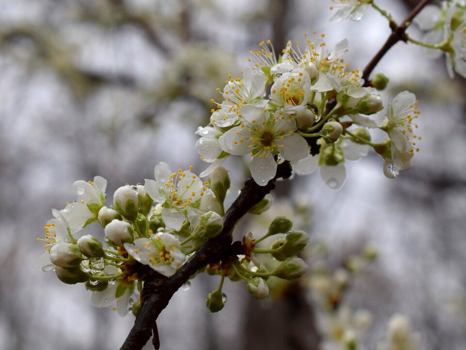 Blossom bloom flower