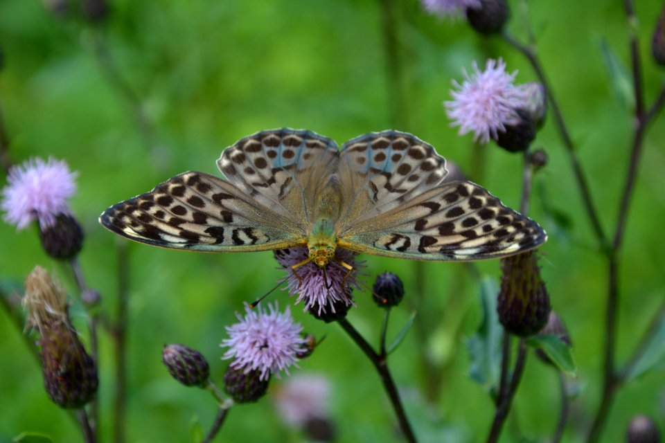 Kaisermantel (Argynnis paphia) auf Blüte (5)