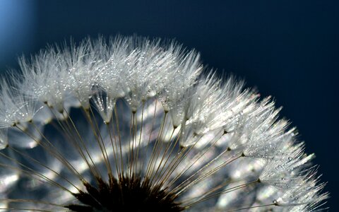 Seeds macro nature
