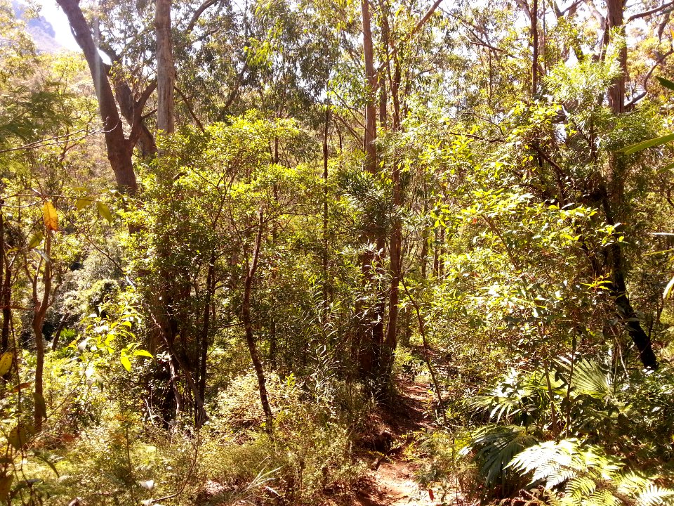 Kalianna Ridge Track as it climbs from Yadboro River to Kalianna Ridge, Budawang National Park 002