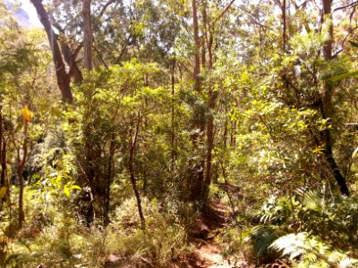Kalianna Ridge Track as it climbs from Yadboro River to Kalianna Ridge, Budawang National Park 002