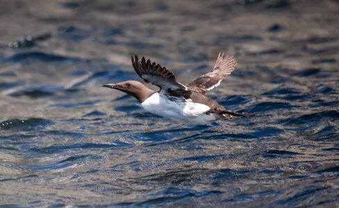 Nature coast wildlife photo