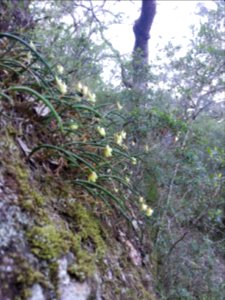 Kalianna Ridge, Budawang National Park 077