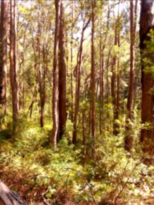 Kalianna Ridge Track as it climbs from Yadboro River to Kalianna Ridge, Budawang National Park 030