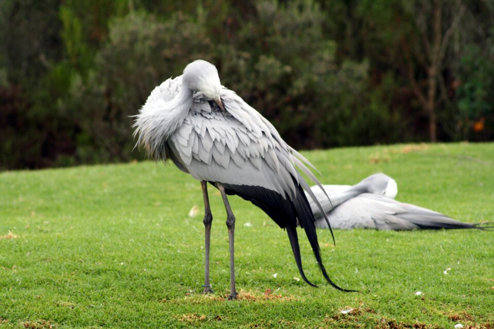 National bird cape bird