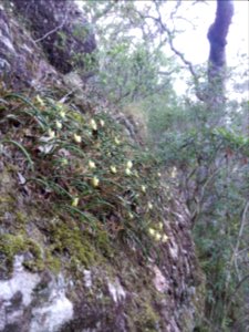 Kalianna Ridge, Budawang National Park 074