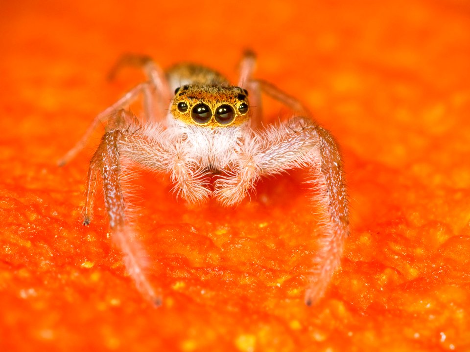 Kaldari Hentzia mitrata male 04
