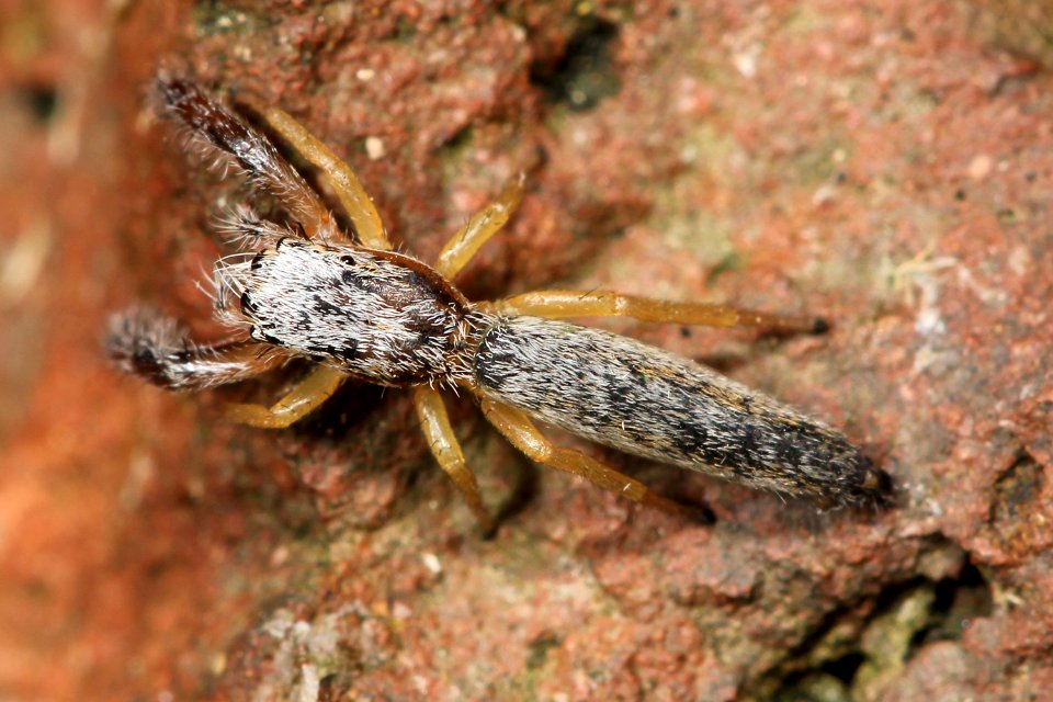 Kaldari Marpissa pikei female 02