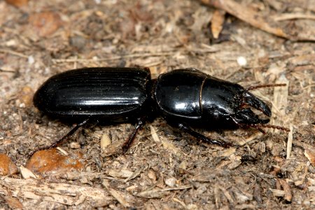 Kaldari Scarites subterraneus 01