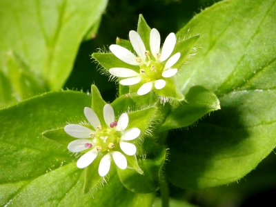 Kaldari Stellaria media 01