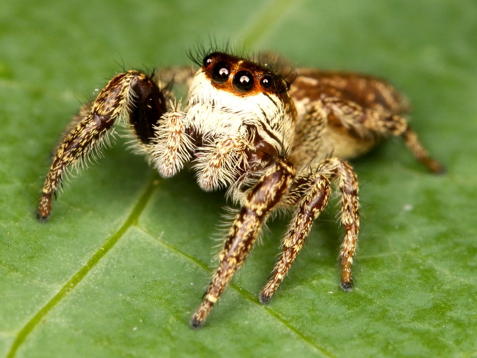 Kaldari Phanias albeolus female 04
