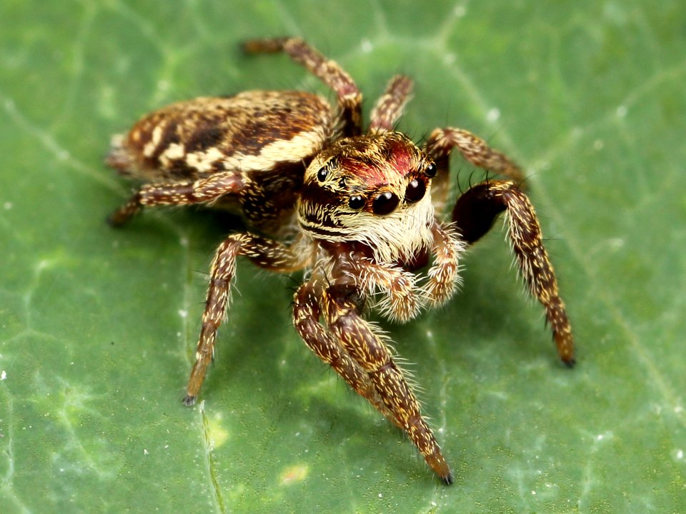 Kaldari Phanias albeolus immature male 01